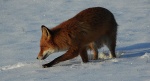 Lis rudy, lis pospolity, lis (Vulpes vulpes)