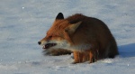 Lis rudy, lis pospolity, lis (Vulpes vulpes)