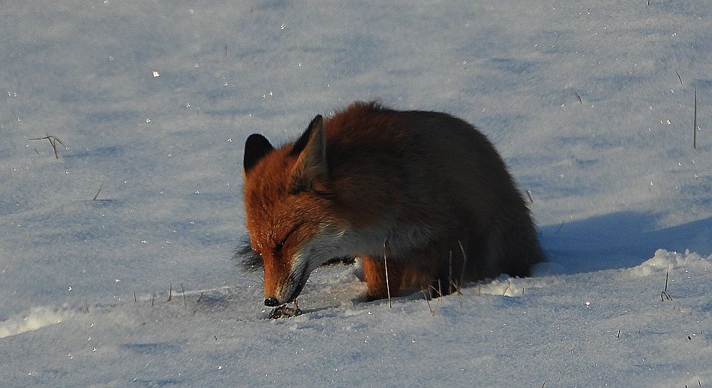 Lis rudy, lis pospolity, lis (Vulpes vulpes)