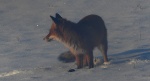 Lis rudy, lis pospolity, lis (Vulpes vulpes)