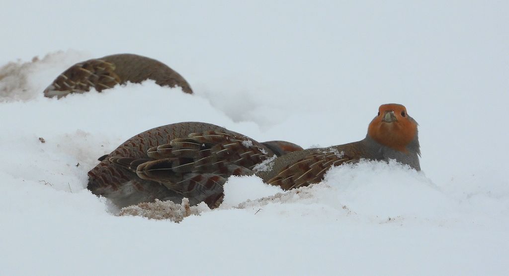Kuropatwa, kuropatwa zwyczajna (Perdix perdix)
