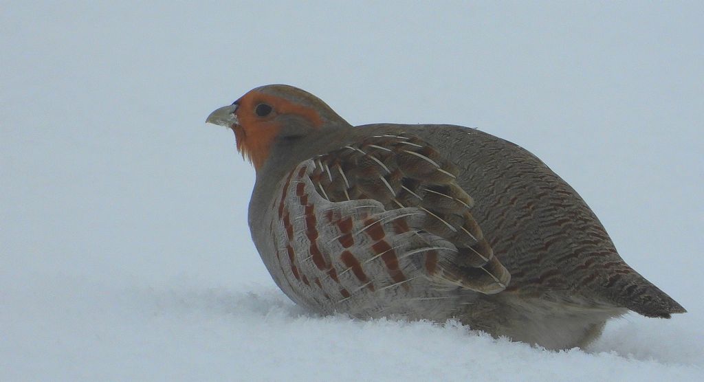 Kuropatwa, kuropatwa zwyczajna (Perdix perdix)