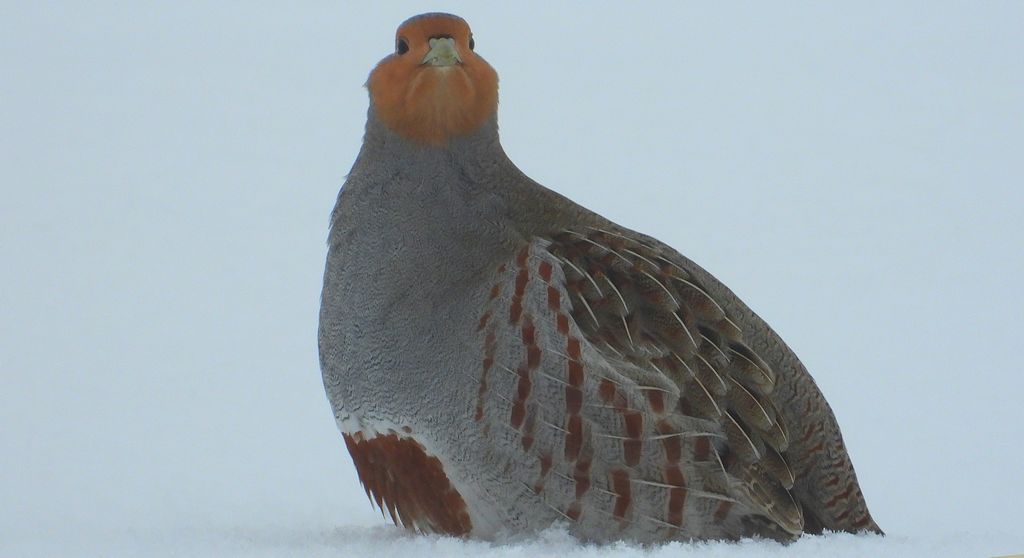 Kuropatwa, kuropatwa zwyczajna (Perdix perdix)
