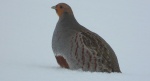 Kuropatwa, kuropatwa zwyczajna (Perdix perdix)