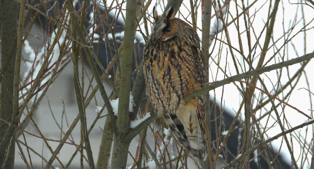 Uszatka zwyczajna, uszatka, sowa uszata (Asio otus)