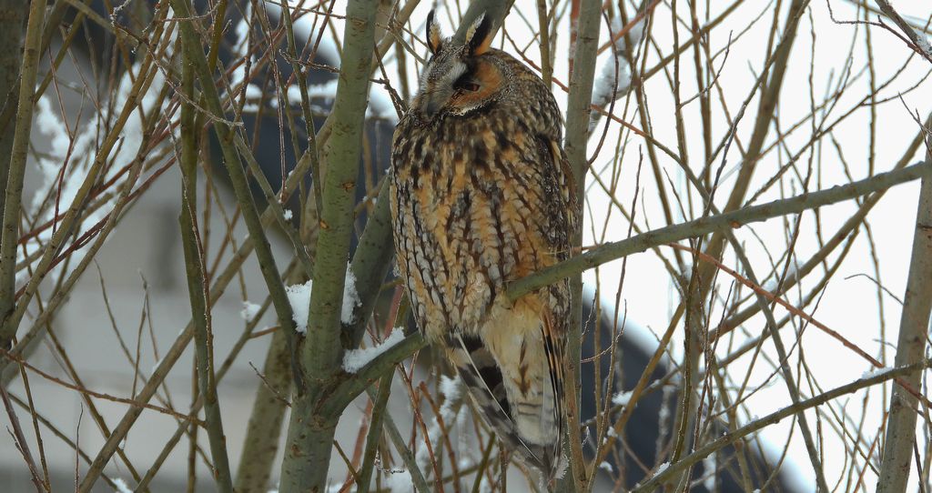 Uszatka zwyczajna, uszatka, sowa uszata (Asio otus)