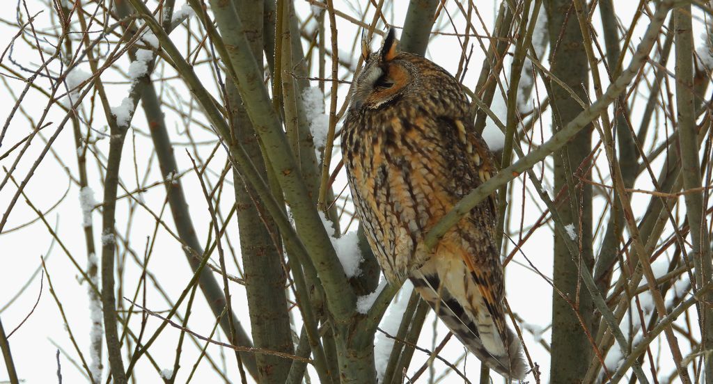 Uszatka zwyczajna, uszatka, sowa uszata (Asio otus)