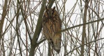 Uszatka zwyczajna, uszatka, sowa uszata (Asio otus)