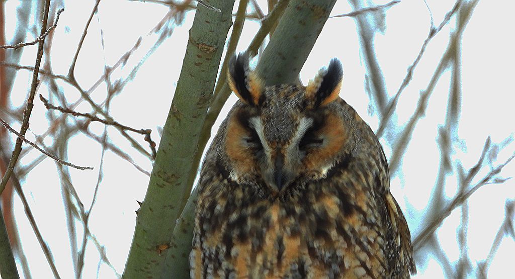 Uszatka zwyczajna, uszatka, sowa uszata (Asio otus)