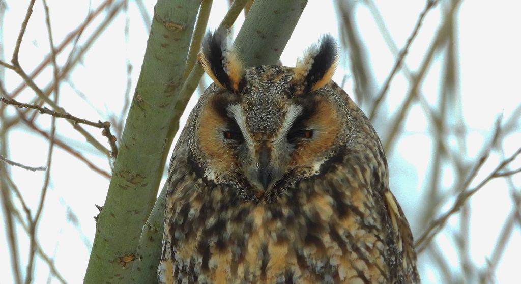 Uszatka zwyczajna, uszatka, sowa uszata (Asio otus)