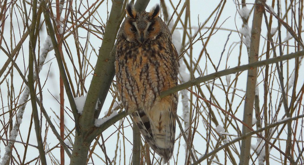 Uszatka zwyczajna, uszatka, sowa uszata (Asio otus)