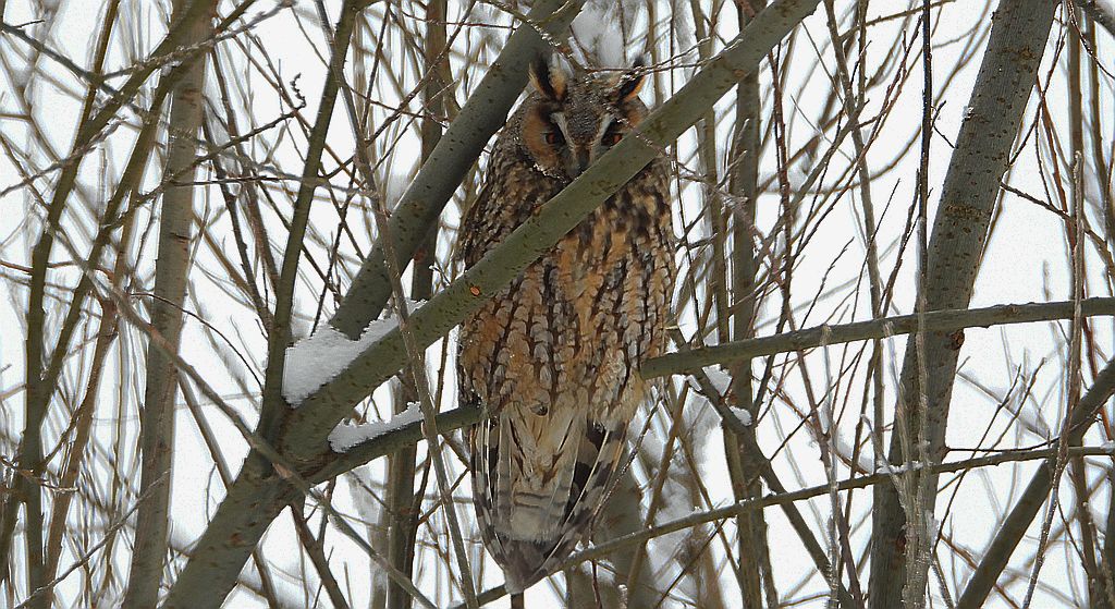 Uszatka zwyczajna, uszatka, sowa uszata (Asio otus)