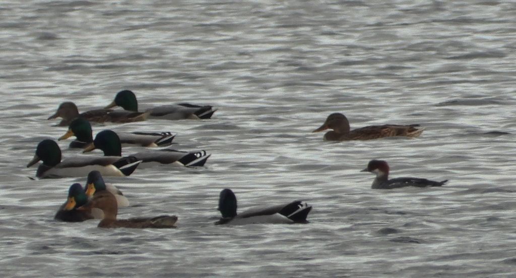 Bielaczek, tracz bielaczek (Mergellus albellus)
