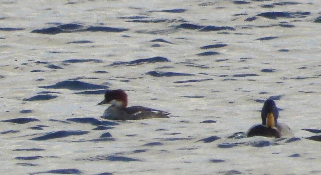 Bielaczek, tracz bielaczek (Mergellus albellus)