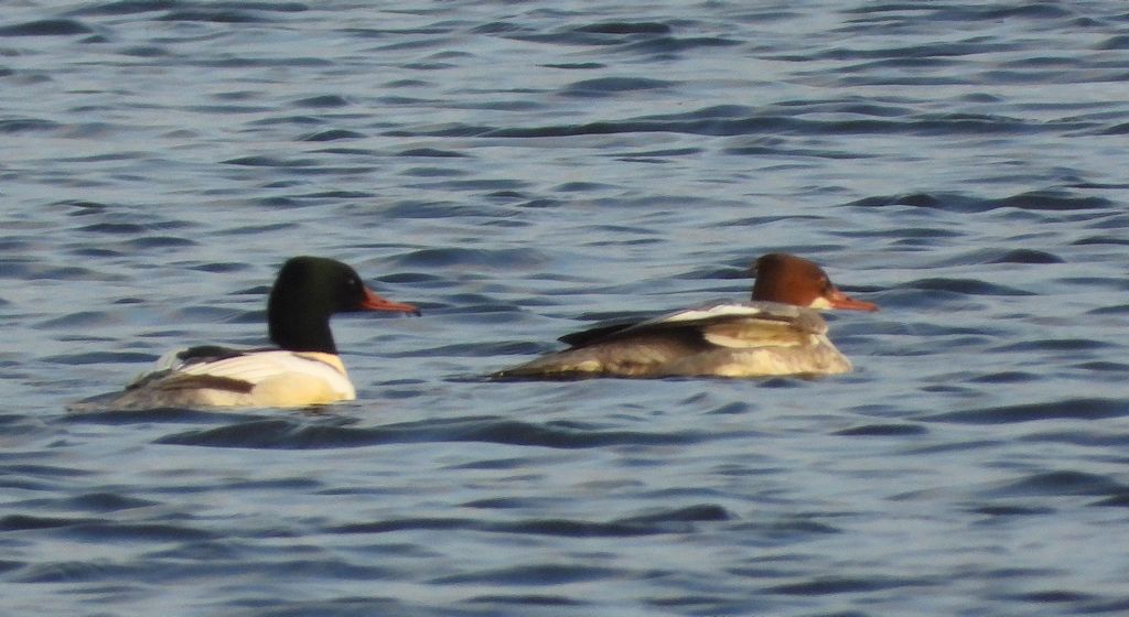 Nurogęś, tracz nurogęś (Mergus merganser)