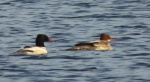 Nurogęś, tracz nurogęś (Mergus merganser)