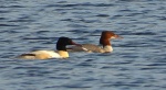 Nurogęś, tracz nurogęś (Mergus merganser)