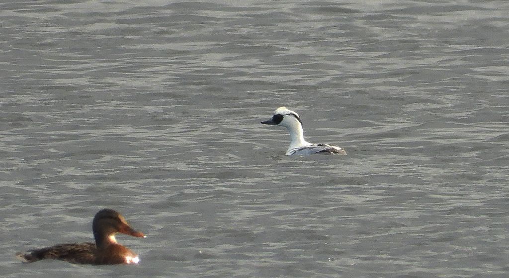 Bielaczek, tracz bielaczek (Mergellus albellus)