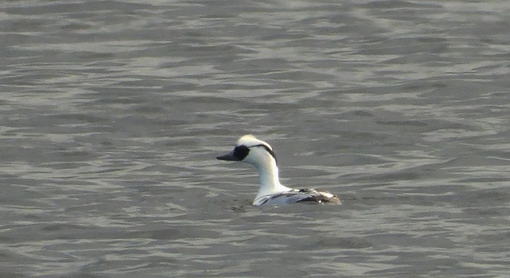 Bielaczek, tracz bielaczek (Mergellus albellus)