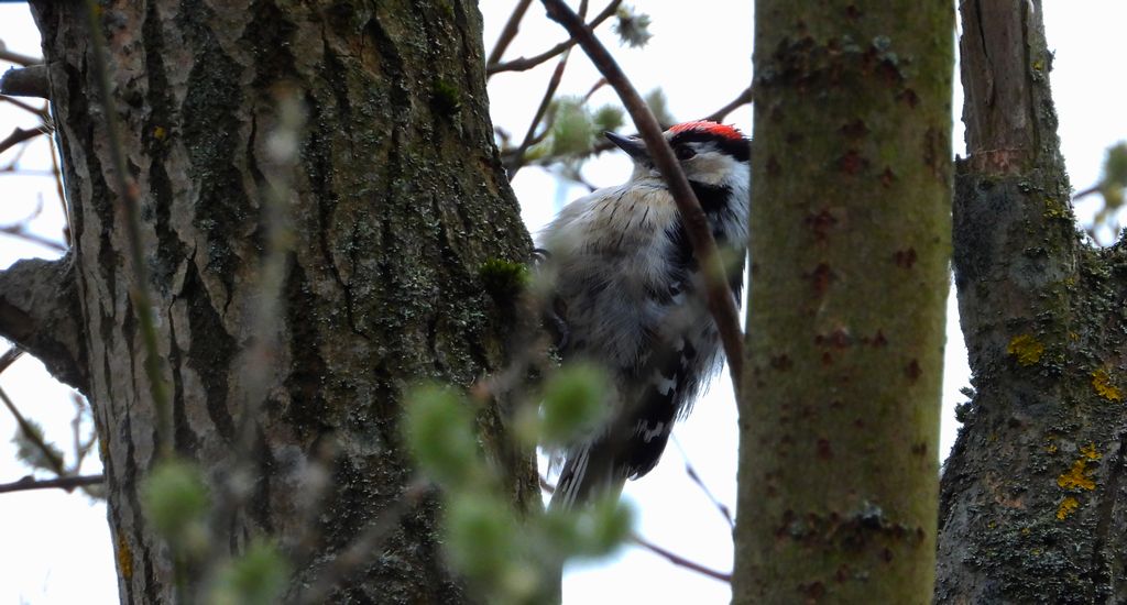 Dzięciołek, dzięcioł mały (Dryobates minor)