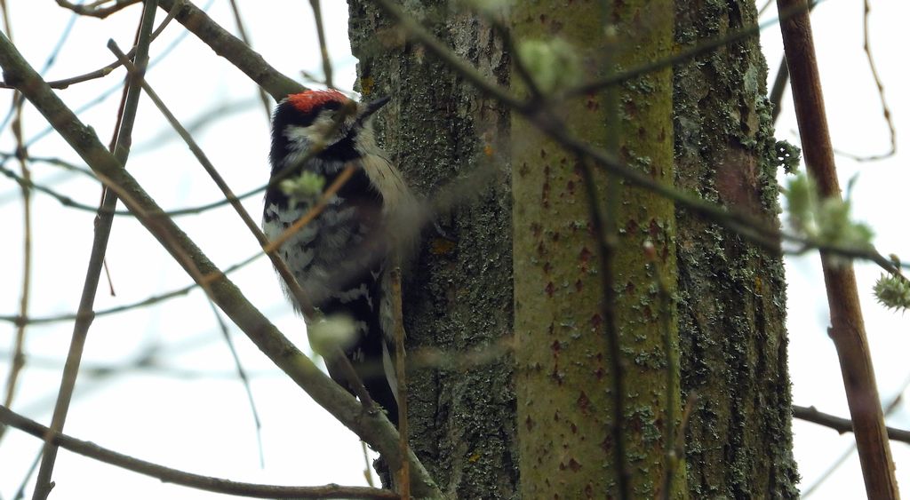 Dzięciołek, dzięcioł mały (Dryobates minor)