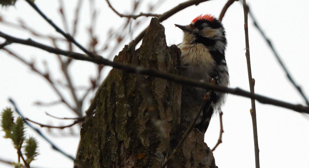 Dzięciołek, dzięcioł mały (Dryobates minor)