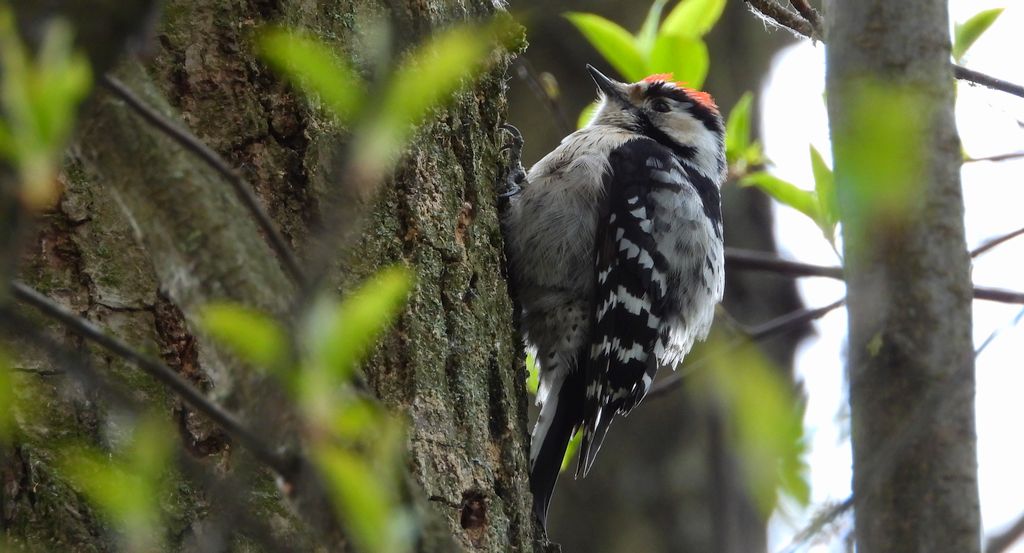 Dzięciołek, dzięcioł mały (Dryobates minor)