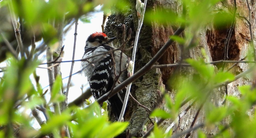 Dzięciołek, dzięcioł mały (Dryobates minor)