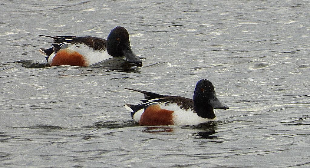 Płaskonos zwyczajny, płaskonos (Spatula clypeata)