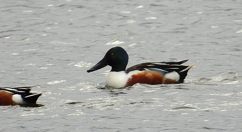 Płaskonos zwyczajny, płaskonos (Spatula clypeata)