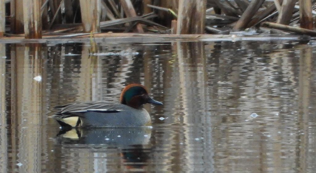 Cyraneczka zwyczajna, cyraneczka (Anas crecca)