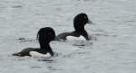 Czernica, kaczka czernica, kaczka czubata, kaczka czarnoczuba (Aythya fuligula)