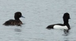 Czernica, kaczka czernica, kaczka czubata, kaczka czarnoczuba (Aythya fuligula)