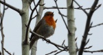 Rudzik, rudzik zwyczajny, raszka (Erithacus rubecula)