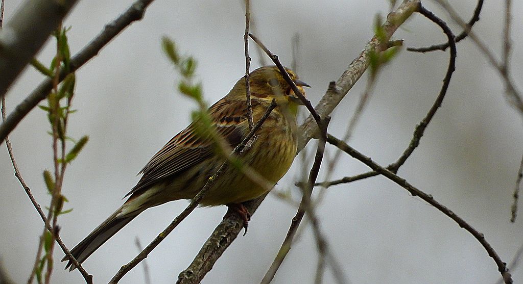 Trznadel, trznadel zwyczajny (Emberiza citrinella)