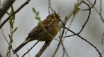 Trznadel, trznadel zwyczajny (Emberiza citrinella)