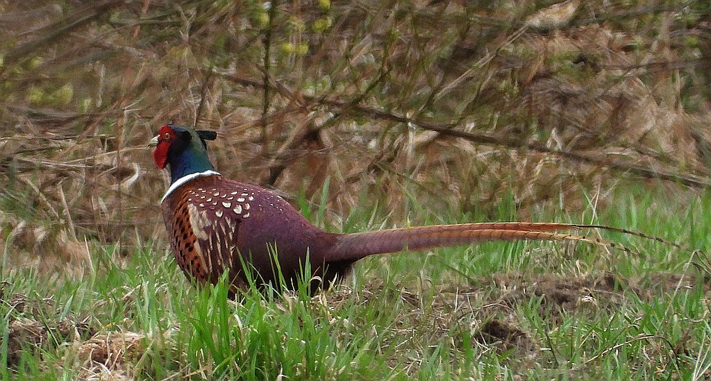 Bażant, bażant zwyczajny (Phasianus colchicus)