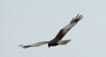 Błotniak stawowy (Circus aeruginosus)