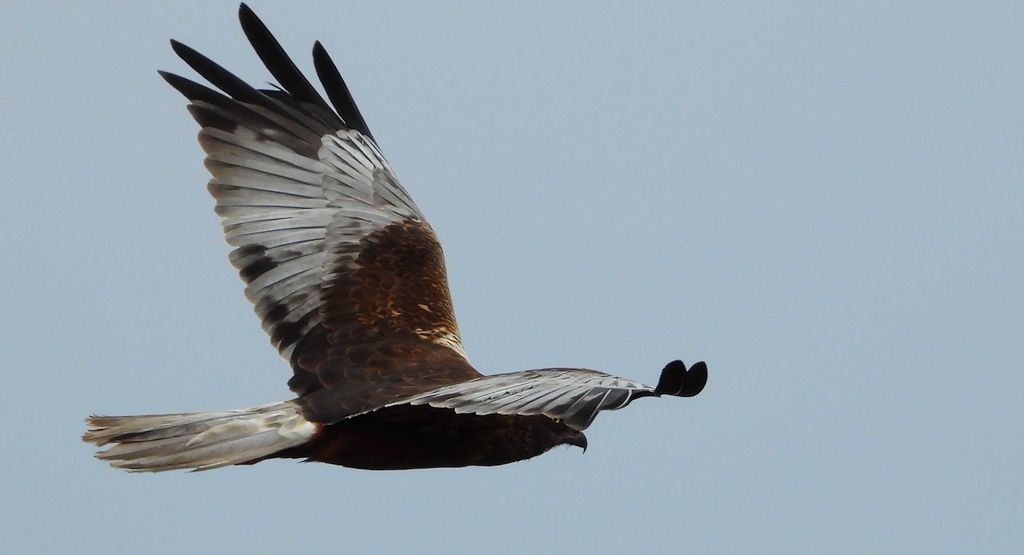 Błotniak stawowy (Circus aeruginosus)