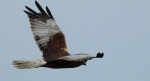 Błotniak stawowy (Circus aeruginosus)