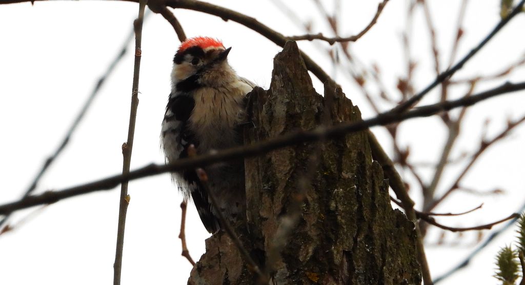 Dzięciołek, dzięcioł mały (Dryobates minor)