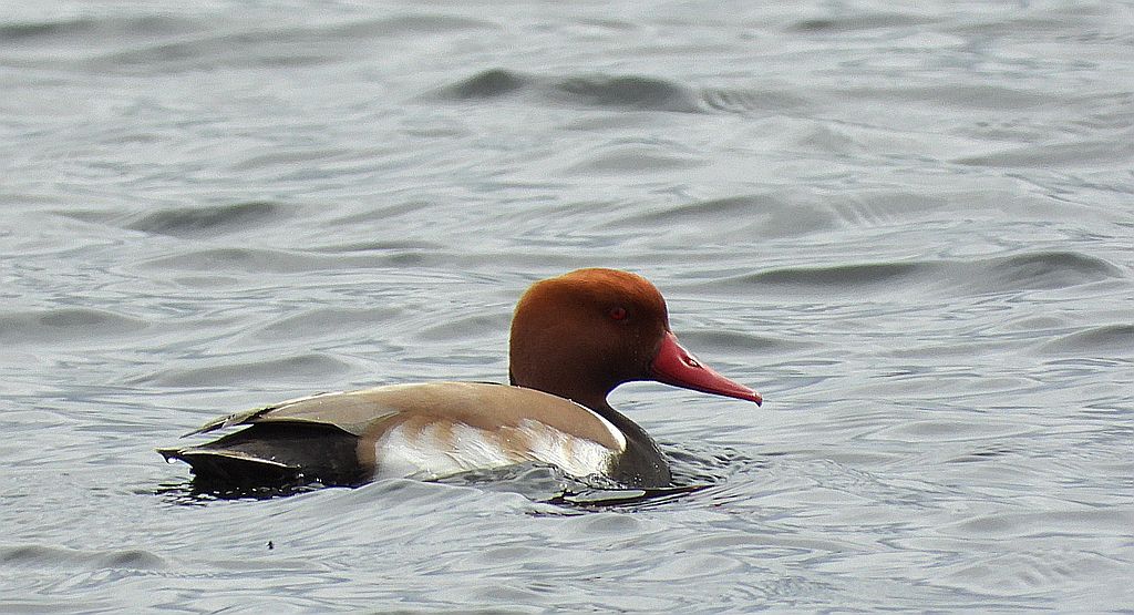 Hełmiatka, kaczka hełmiasta (Netta rufina)
