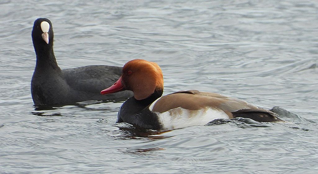 Hełmiatka, kaczka hełmiasta (Netta rufina)