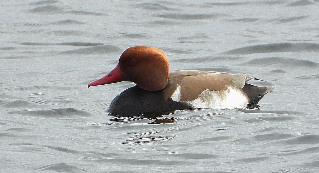 Hełmiatka, kaczka hełmiasta (Netta rufina)