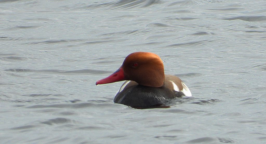 Hełmiatka, kaczka hełmiasta (Netta rufina)