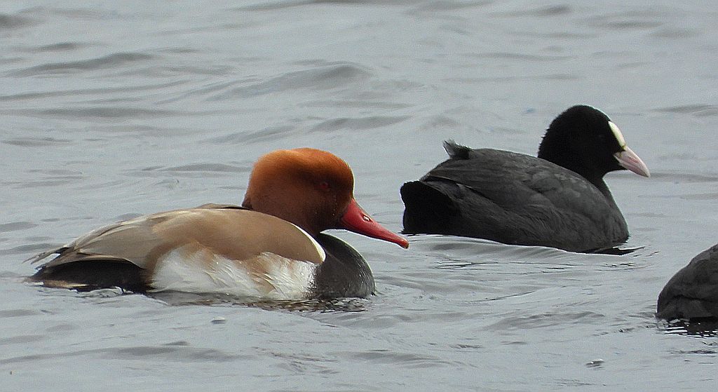 Hełmiatka, kaczka hełmiasta (Netta rufina)