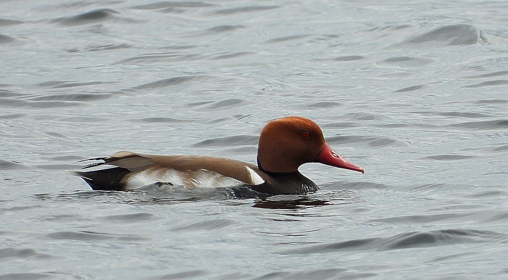Hełmiatka, kaczka hełmiasta (Netta rufina)
