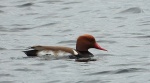 Hełmiatka, kaczka hełmiasta (Netta rufina)