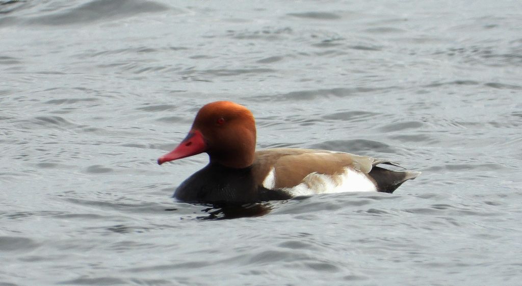 Hełmiatka, kaczka hełmiasta (Netta rufina)