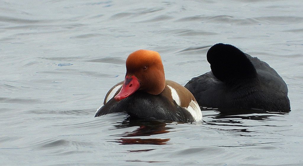 Hełmiatka, kaczka hełmiasta (Netta rufina)